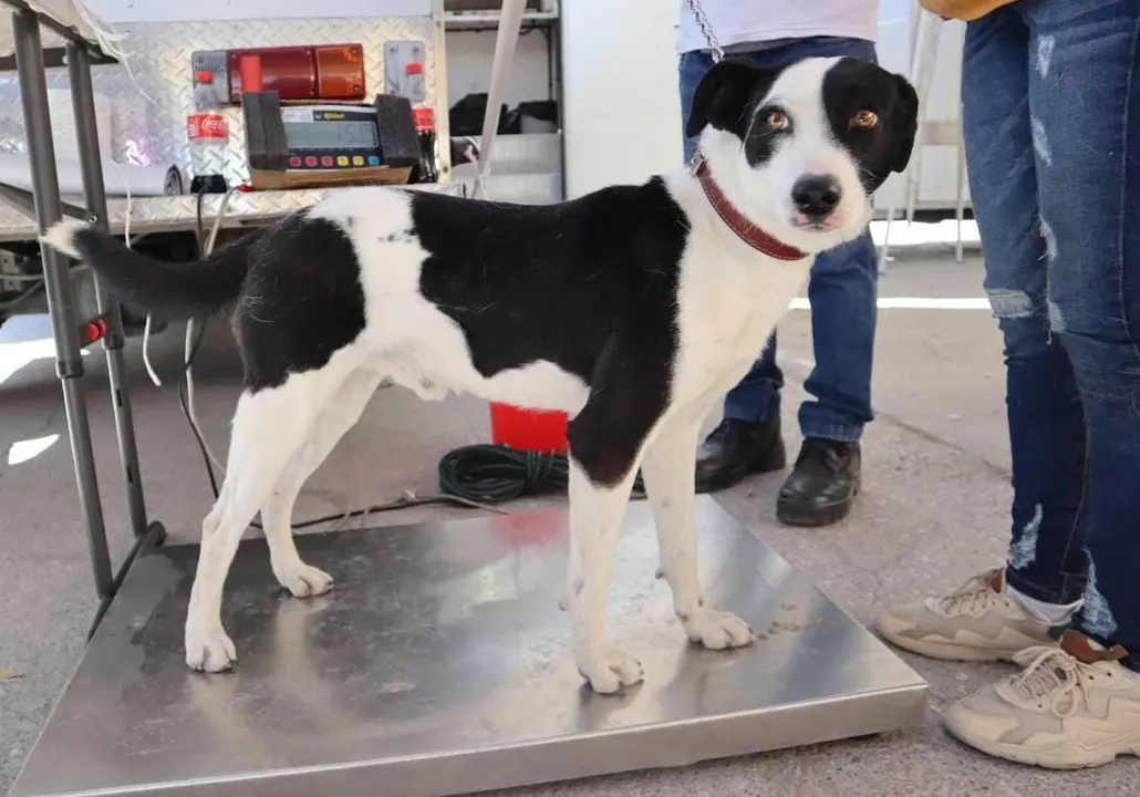 Jornada de Esterilización