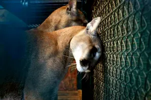 Denuncian maltrato animal en zoológico de Emilio Gómez Olivier