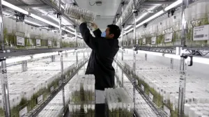 Científicos peruanos investigan para cultivar papas en Marte