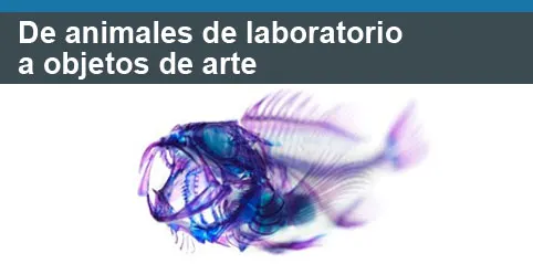 De animales de laboratorio a objetos de arte