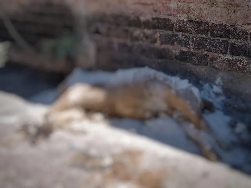Abandonan cadáver de un león en Iztapalapa