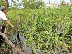 Se perdieron 7400 hectáreas de cultivos en la Sierra Norte por Earl