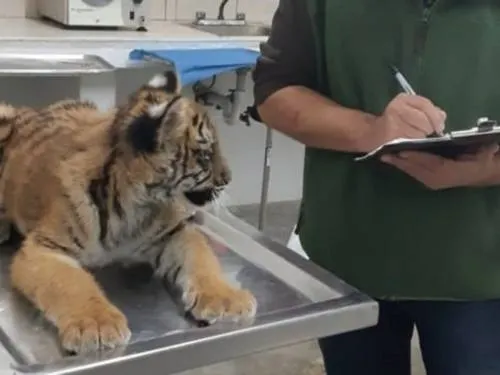 Profepa asegura tigre de bengala ‘bebé’ en Nuevo León