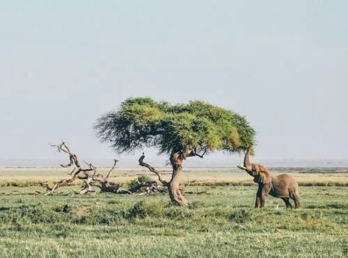 ¿Sabías que los elefantes africanos son increíbles “arquitectos paisajistas”?