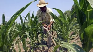 Para agricultura y sector ganadero, 55 mmdp: Sagarpa