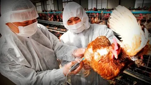 Puebla está libre de gripe aviar: Sagarpa