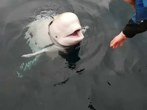Presunta beluga ‘soldado’ se roba el corazón de Noruega