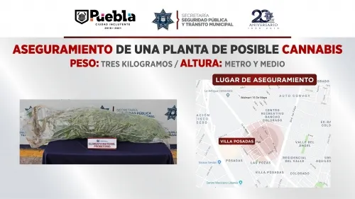 Aseguró SSPTM de Puebla una planta de posible cannabis