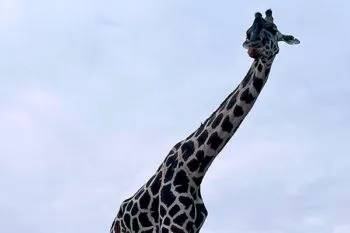 Pactan Chihuahua y Africam Safari traslado de jirafa Benito para darle una mejor vida; Profepa entorpece proceso