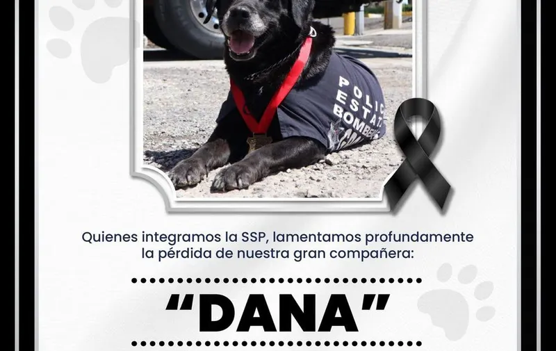 dana-perrita-bomberos