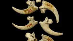 Neandertales eran más avanzados de lo que se cree