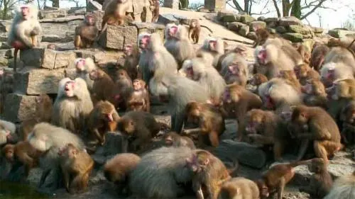 Cincuenta monos se escapan de sus jaulas en el zoo de París