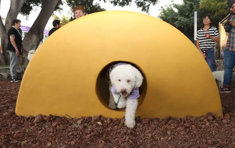 Ariadna Ayala inaugura el primer parque para mascotas en Atlixco 