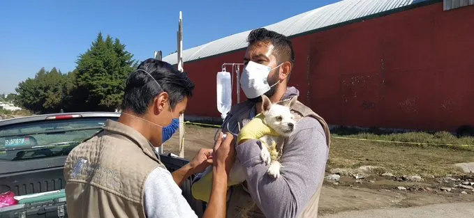 Atendió el IBA mil 246 animales afectados por explosión