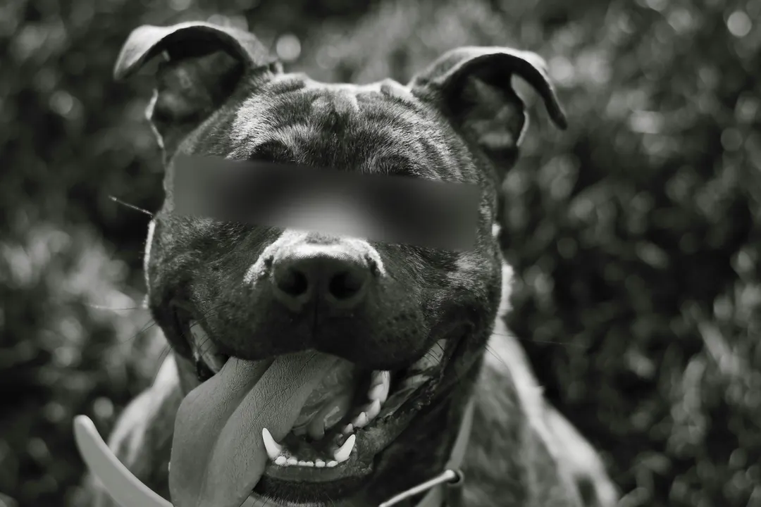 Pitbull Perro