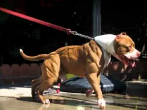 Pitbull mata a su dueño, un hombre de la tercera edad