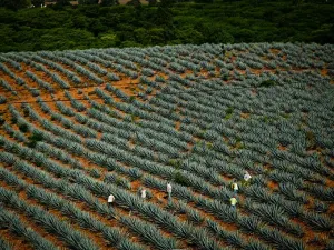 Tequila 100 por ciento de agave sale con destino a China