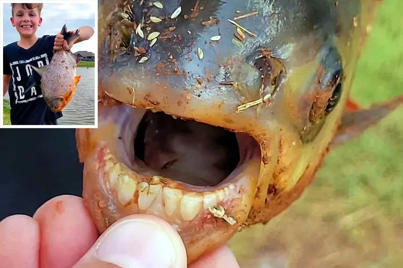 Charlie Clinton Pacu Pez Con Dientes Humanos
