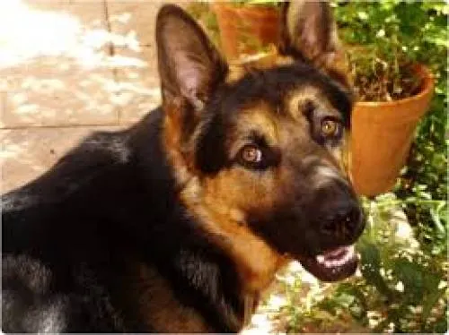 Veterinarios avalan ley de Bienestar Animal, pero proponen mejoras