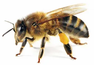 Abejas atacan a tres adultos en Teotlancingo