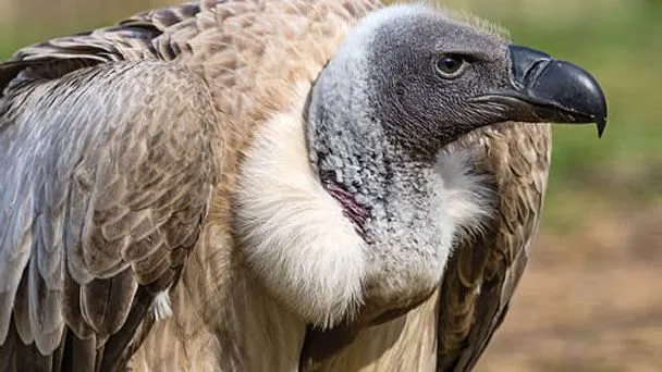Envenenan en África a más de 150 buitres en peligro de extinción