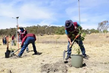 En la ciudad de Puebla existe un déficit en áreas verdes: SEDUS