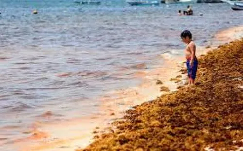 No solo el sargazo amenaza a la Riviera Maya