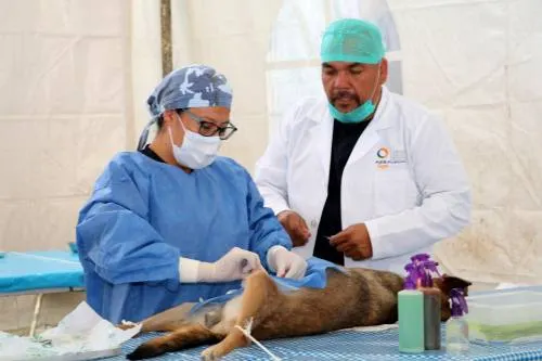 Superó SSEP metas de la macrojornada de esterilización canina y felina en Atlixco