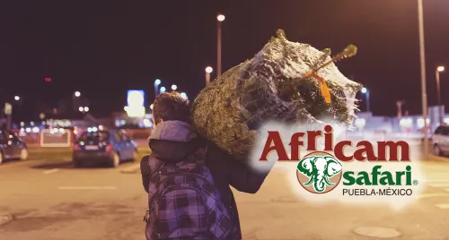 Inicia Africam Safari campaña de donación de árboles navideños