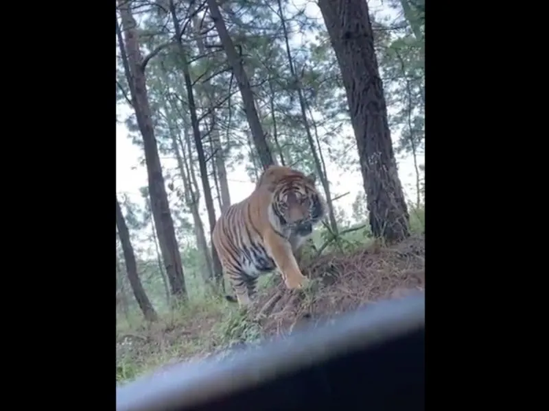 Graban a un tigre de bengala en la carretera Tapalpa-Juanacatlán