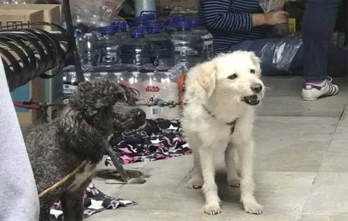 Secretaría del Medio Ambiente coordina esfuerzos con PC para salvaguardar el bienestar animal
