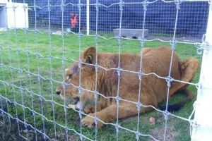 Inicia reubicación de ejemplares de ‘El Club de los Animalitos’