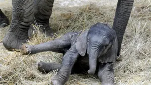 Nace primer elefante por inseminación artificial con semen congelado