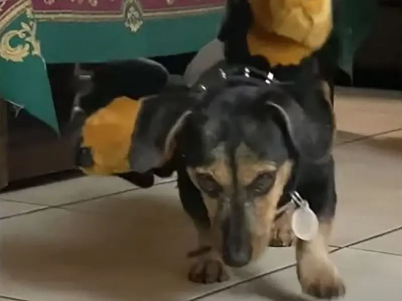 Perrito conmueve por increíble disfraz de Halloween