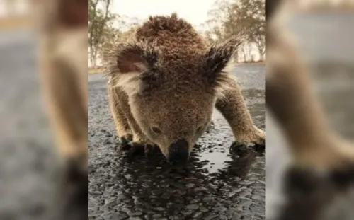 Las emotivas imágenes de un Koala lamiendo el asfalto para beber agua
