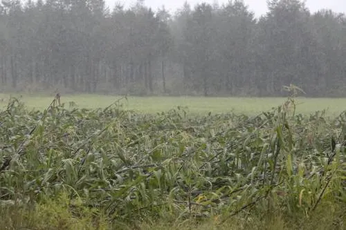Lluvias han sido más benéficas para cultivos que perjudiciales: Sagarpa