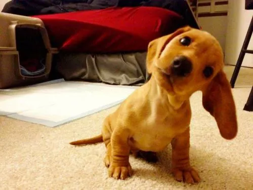 ¿Por qué los perros giran la cabeza cuando les hablamos?