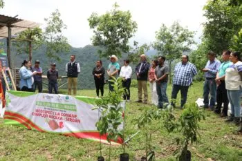 Entregan 50 mil árboles nativos para reforestación en 8 ecorregiones de Puebla