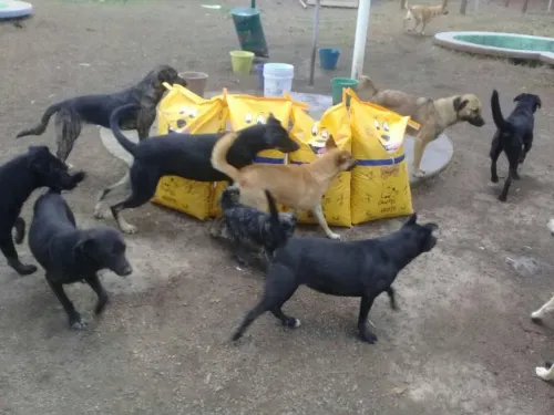 Envenenan a perritos rescatados que vivían en un albergue en Jocotitlán