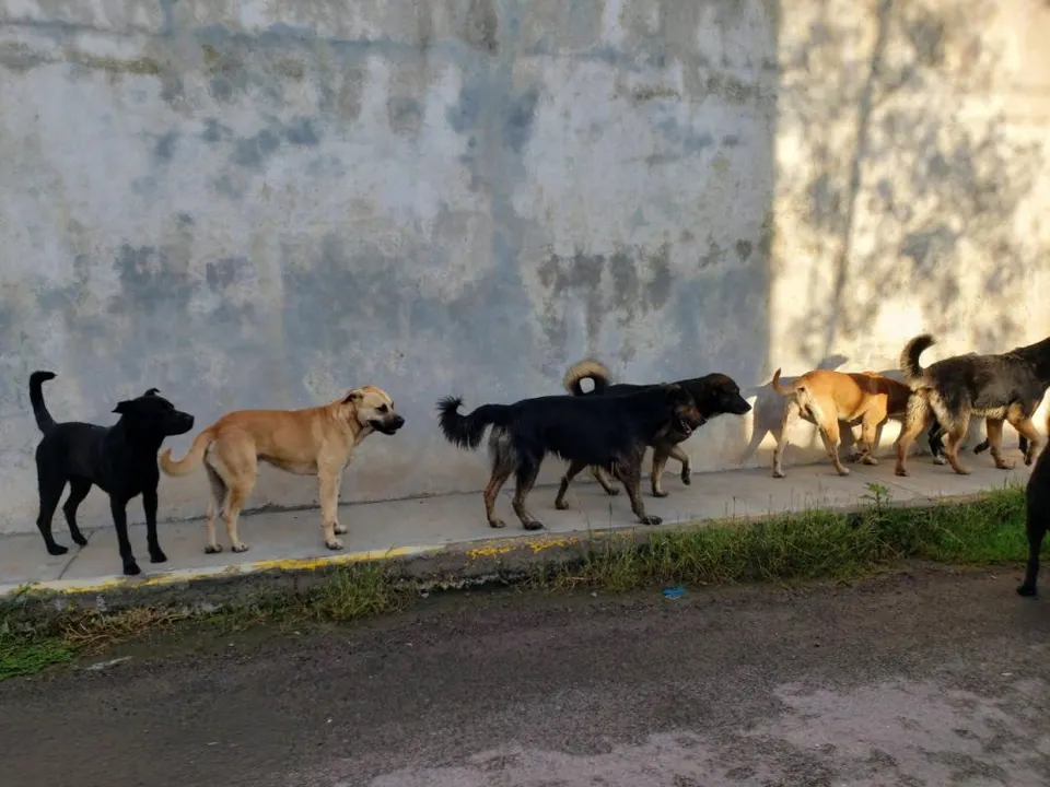 Perros callejeros