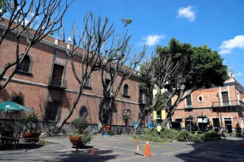 Multarán con 72 mil pesos a empresa que dejó “pelones” a los árboles de la Plaza de la Democracia