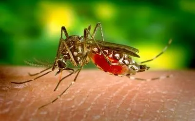 Disminuyen casos de dengue en Puebla