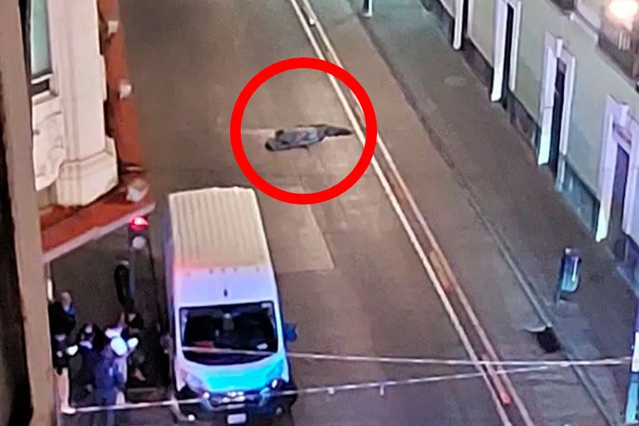 Edificio Vacas Muerte Hombre Caida