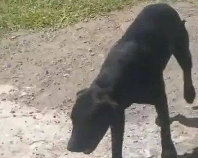 Perrita abusada sexualmente