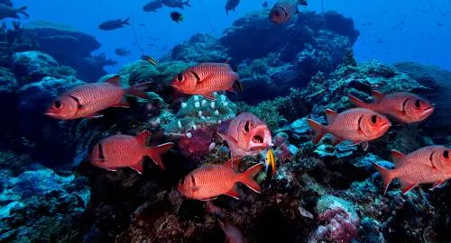 ¿Existe un programa secreto de EEUU para buscar extraterrestres bajo el agua?