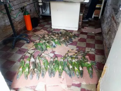Recibe Profepa 34 iguanas verdes y 29 tortugas rescatados en la CAPU