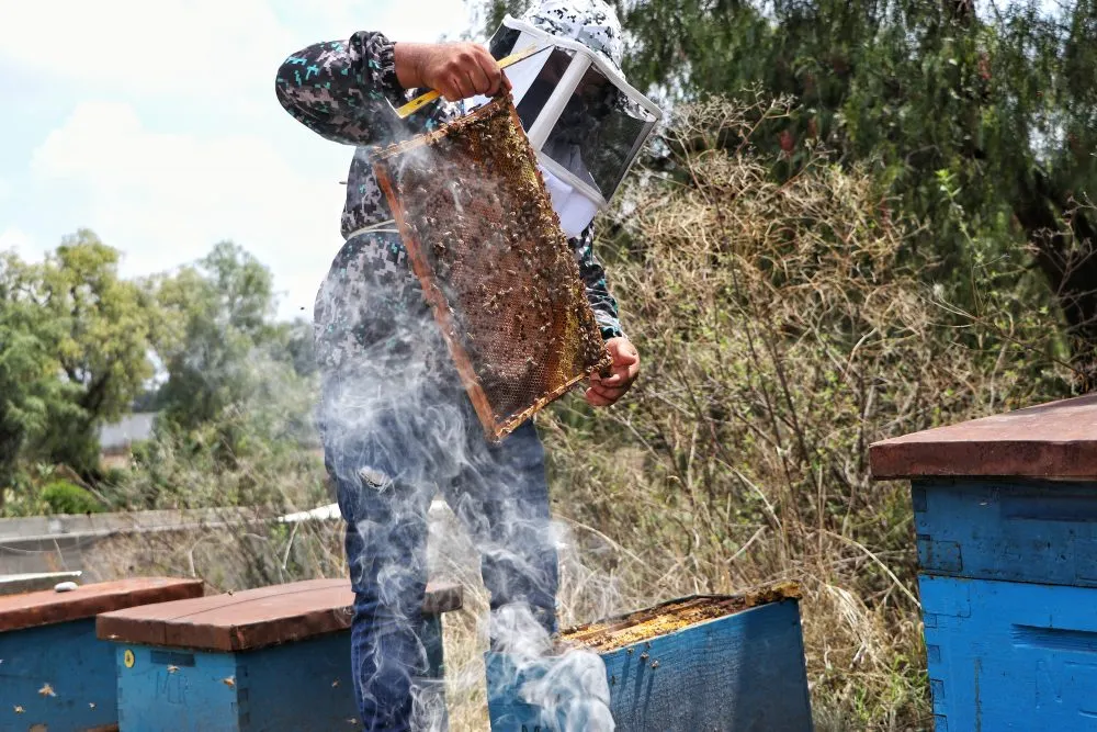 Reafirma SDR convenio con gobierno de Veracruz para protección de colmenas