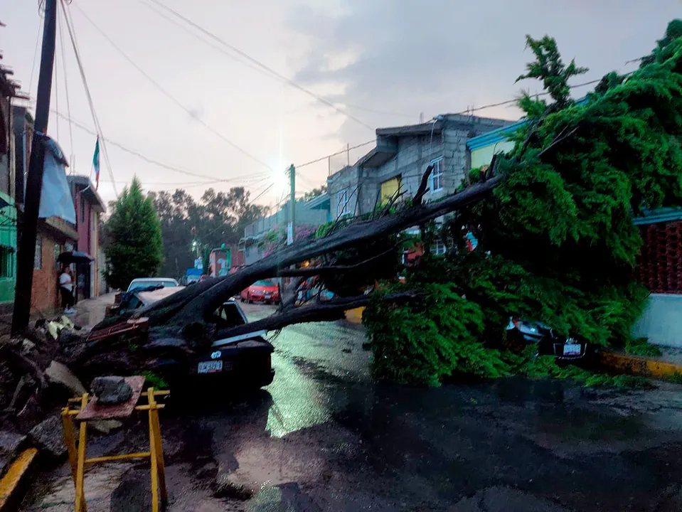 Arbol Caido Colonia La Providencia