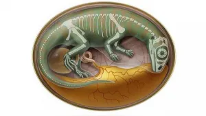 Embriones de dinosaurios son descubiertos por paleontólogos en China