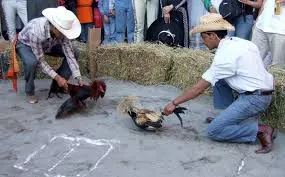 Feria de Cholula no tendrá peleas de gallos ni toros